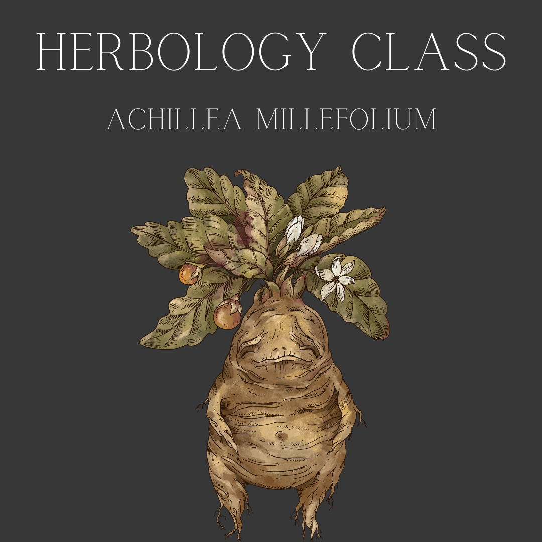 Herbář: Řebříček obecný